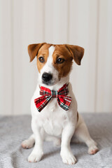 Portrait of sweet Jack Russell Terrier wearing a Christmas bow tie looking at the camera. The playful white and brown dog  looks elegant and festive