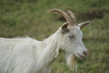 A billy goat with a magnificent beard stands in profile on a meadow