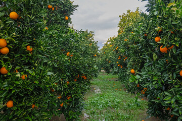 In the orange grove, ripe, delicious, orange oranges on the branch.