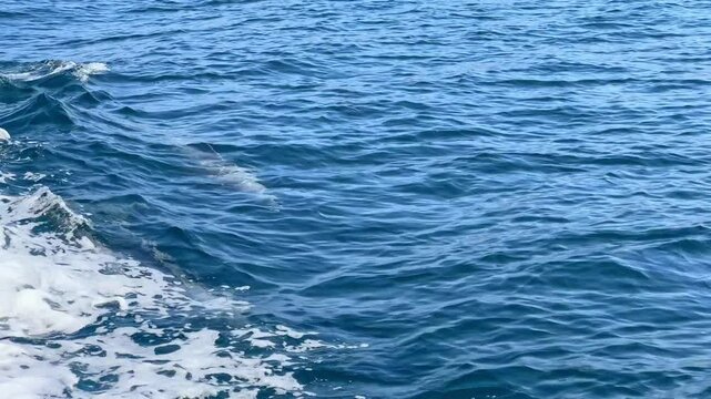 Dolphins surf the waves in the calm waters off the rocky coast of Musandam Peninsula, Khasab, Oman