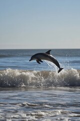Obraz premium Dolphin Leaping Above Ocean Waves Under Clear Blue Sky