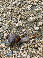 Caracol arrastrándose sobre la roca