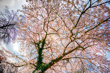 Full bloom cherry blossoms fill the sky, viewed from below.  Springtime beauty.