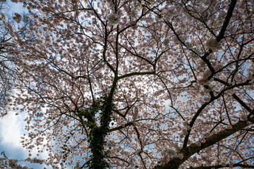 A blossoming cherry tree, branches laden with delicate white blossoms, against a partly cloudy sky.  Springtime beauty.