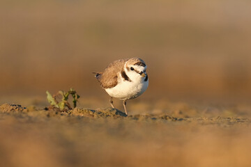 Kentish plover, Charadrius alexandrinus walking and foraging on the beach sand