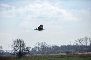 Silhouetted Canada goose in flight, against a pale sky and distant trees.  A tranquil scene.