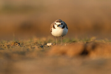 Kentish plover, Charadrius alexandrinus walking and foraging on the beach sand