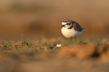 Kentish plover, Charadrius alexandrinus walking and foraging on the beach sand