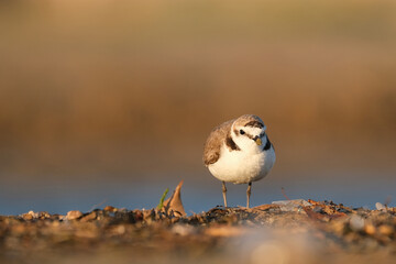 Kentish plover, Charadrius alexandrinus walking and foraging on the beach sand