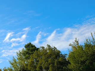 Obraz premium trees and sky