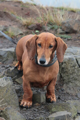 a small petite dog, a dachshund, on a walk in the mountains