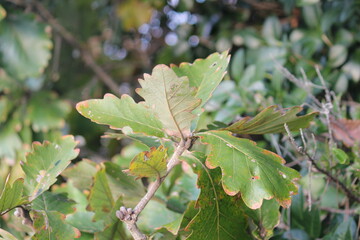 Image of the leaves of the Zelkova tree in bloom at Dadaepo Beach in Busan