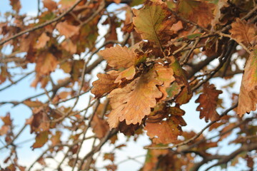 Image of the leaves of the Zelkova tree in bloom at Dadaepo Beach in Busan