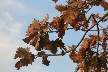 Image of the leaves of the Zelkova tree in bloom at Dadaepo Beach in Busan