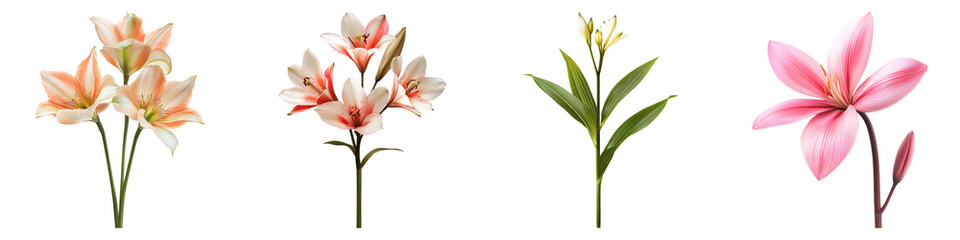 Sword lily isolated on transparent background, Set of