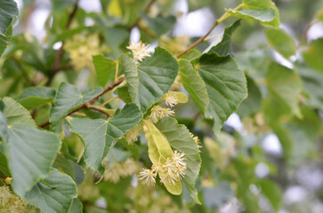 Close-up of linden blossom. Honey and medicinal plant.