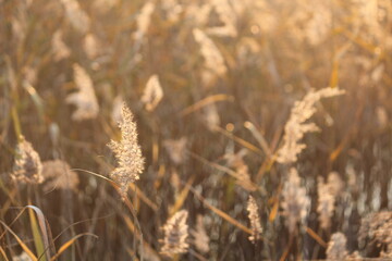 Fototapeta premium Image of reeds blooming at Dadaepo Beach in Busan 