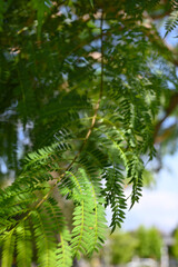 HOJA DEL ÁRBOL DE JACARANDÁ