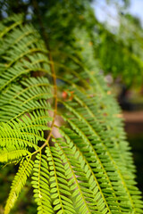 HOJA DEL ÁRBOL DE JACARANDÁ