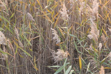 Image of reeds blooming at Dadaepo Beach in Busan
