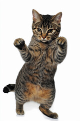 Obraz premium Cat striking a playful pose indoors with focused expression