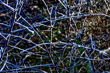 cold winter sunny morning in Bovaria