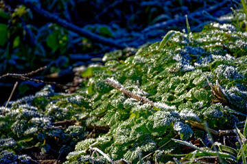 cold winter sunny morning in Bovaria