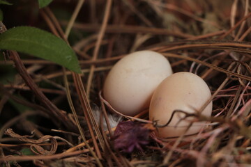 Two eggs in the bushes. Cuckoo egg. Two eggs in the bird nest.