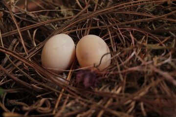 Two eggs in the bushes. Cuckoo egg. Two eggs in the bird nest.