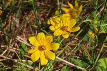 Beautiful yellow flowers of Bidens aristosa in Florida nature, closeup
