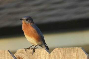 Male eastern bluebird Sialia Sialis on fence in Florida, closeup