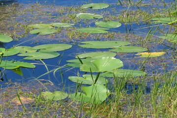 Pond with river plants on Florida nature