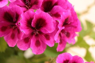 Pelargonium or “Pelargonium Grandiflorum” flower. Close up Pink Regal pelargonium. Grandiflora royal pelargonium cultivar Burghi plant. beautiful large purple-violet flowers.