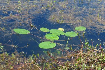 Pond with river plants on Florida nature © natalya2015