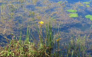 Pond with river plants in Florida nature