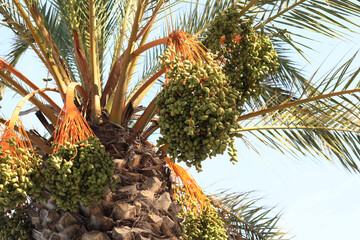Green palm leaves against the sky, view from the bottom up. Nature background. Fruits on a palm...