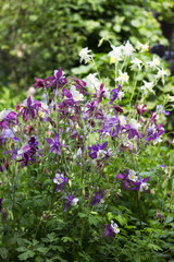 Flowering Purple flowers with a white center, Columbine (Aquilegia vulgaris, Orlyk) in spring. Garden plants