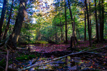 autumn forest in the morning