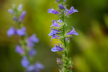 Some flowering blue cardinals (Lobelia siphilitica - great blue lobelia/great lobelia). Very delicate and beautiful, they are a favourite target of bees.
