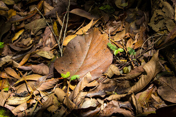 dry leaf of tree in the middle of a tropical forest floor with small saplings of new trees on a layer of dry leaves and branches under beam of light in forest darkness
