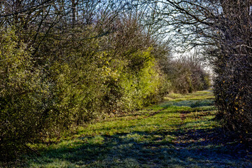 cold winter sunny morning in Bovaria