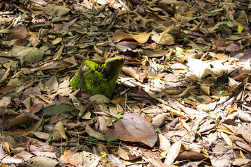 cut tree stump covered in moss in the middle of a tropical forest floor with a layer of leaves and dry branches in the forest gloom number 4