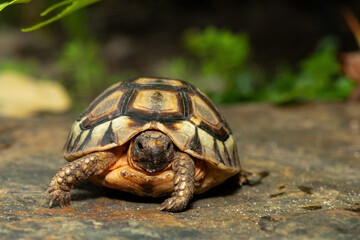 Close-up of a beautiful angulate tortoise (Chersina angulate) in the wild in the Western Cape, South Africa