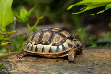Close-up of a beautiful angulate tortoise (Chersina angulate) in the wild in the Western Cape, South Africa