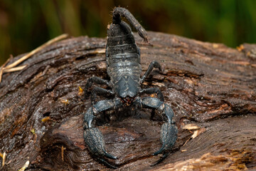 A defensive Cape docile scorpion (Opisthacanthus capensis), also known as a Cape creeper or black rock scorpion, in the wild