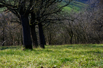cold winter sunny morning in Bovaria