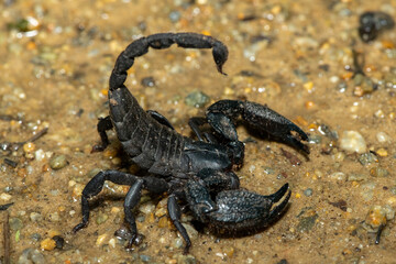 A defensive Cape docile scorpion (Opisthacanthus capensis), also known as a Cape creeper or black rock scorpion, in the wild