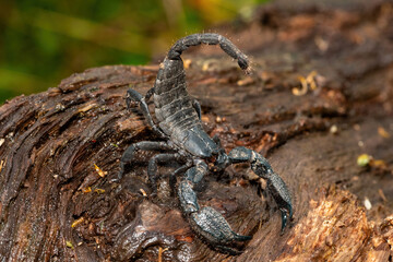 A defensive Cape docile scorpion (Opisthacanthus capensis), also known as a Cape creeper or black rock scorpion, in the wild