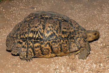 A beautiful leopard tortoise (Stigmochelys pardalis) walking in a nature reserve in the Eastern Cape, South Africa