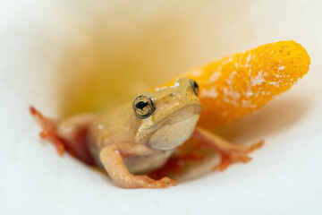 A cute spotted painted reed frog (Hyperolius marmoratus verrucosus) hiding in an Arum lily 